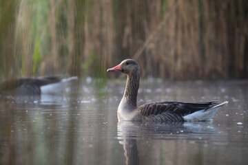 Greylag Goose, Anser Anser, floats on the water in its natural habitat, a beautiful water bird swims calmly on the water, a high-pressure water bird, a bird under protection