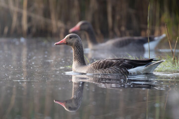 Fototapeta premium Greylag Goose, Anser Anser, floats on the water in its natural habitat, a beautiful water bird swims calmly on the water, a high-pressure water bird, a bird under protection