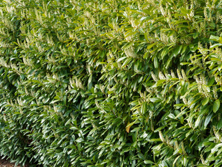 Cherry laurel or English laurel - Prunus laurocerasus - Cultivated ornamental shrub used for decorative hedge and landscape plant with dense dark green foliage and creamy-white flowers 