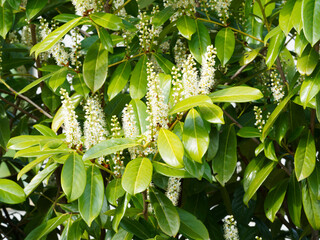 (Prunus laurocerasus) Cherry laurel with leathery and shiny dark green leaves, racemes of...