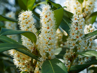 Close-up on erect racemes of creamy-white flowers of Cherry laurel (Prunus laurocerasus) with...