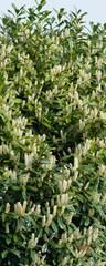 Cherry Laurel or prunus laurocerasus, hedging with delicate white flowers in glossy dark green foliage