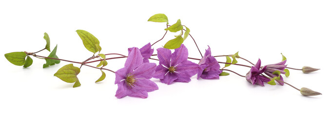 Purple clematis and leaves.