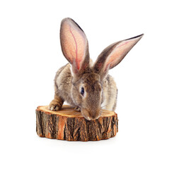 Rabbit sitting on a stump.