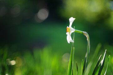 Beautiful white daffodil flower on a green meadow. Summer Nature Spring Background