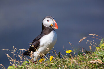 Iceland puffin bird 