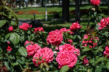 Bush of pink roses on a background of nature. Beautiful roses, selective focus