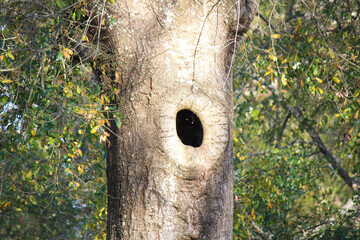 Obraz premium Hollow Oak Tree Trunk in Florida 