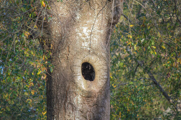 Hollow Oak Tree Trunk in Florida 