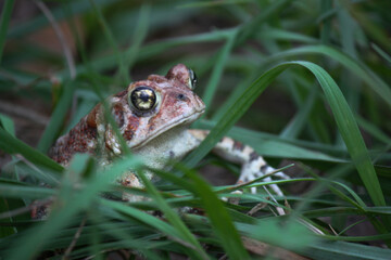Big Spotted Brown Toad in the grass 