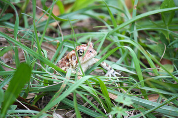 Big Spotted Brown Toad in the grass 