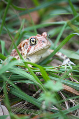 Big Spotted Brown Toad in the grass 