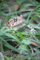 Big Spotted Brown Toad in the grass 
