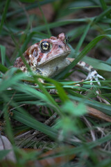 Big Spotted Brown Toad in the grass 