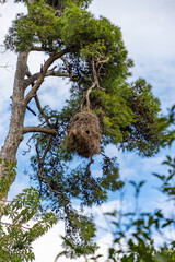 Parrots nest in a tree branch
