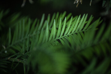 Plant With Dark Background