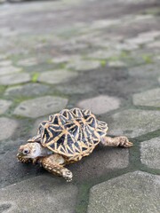 Indian star are very rare reptiles, these animals are also classified as ancient animals because they can be hundreds of years old. The tortoise, which can only live on land, can't live in water.