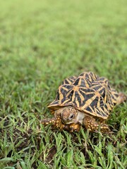 Indian star are very rare reptiles, these animals are also classified as ancient animals because they can be hundreds of years old. The tortoise, which can only live on land, can't live in water.