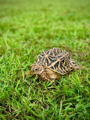 Indian star are very rare reptiles, these animals are also classified as ancient animals because they can be hundreds of years old. The tortoise, which can only live on land, can't live in water.