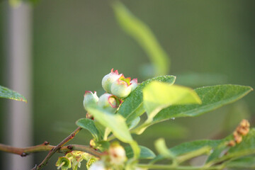 Blueberry plant blooming with morning dew 
