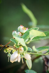 Blueberry plant blooming with morning dew 