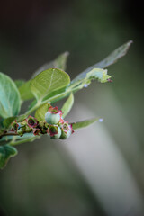 Blueberry plant blooming with morning dew 