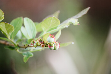 Blueberry plant blooming with morning dew 