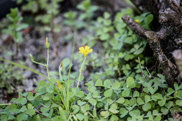 Clover – Orindary little yellow flowers 