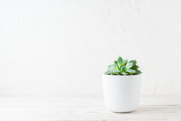 Succulent in a white pot on a white wooden table. Home plants.