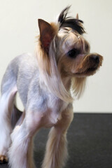 cute muzzle of a Yorkshire Terrier dog . the dog is standing on the floor. side view