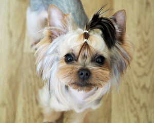 cute muzzle of a Yorkshire Terrier dog . the dog is standing on the floor. baby face of york. top view
