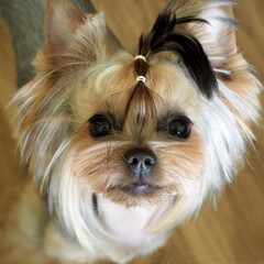 a close dog of the Yorkshire Terrier breed with a cropped muzzle and a tail on its head stands on a brown background. side view. Korean style of York's muzzle. grooming