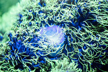 Fototapeta na wymiar Green star polyps in our aquarium 