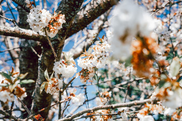 White cherry flowers blossoming in spring season