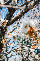 Obraz premium White cherry flowers blossoming in spring season