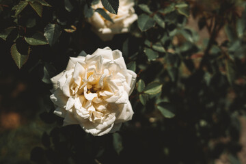 Obraz na płótnie Canvas White rose against dark leaves