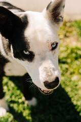 Portrait of a blue eyed black and white dog