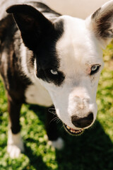 Portrait of a blue eyed black and white dog