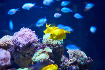 Fototapeta na wymiar An element of marine life. A small beautiful yellow fish in blue water