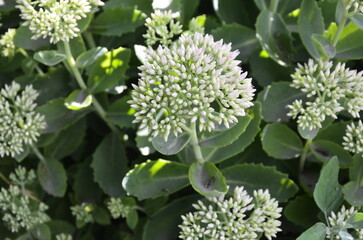 Hylotelephium spectabile or stonecrop in the garden.