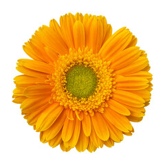 Yellow gerbera flower isolated on white background.