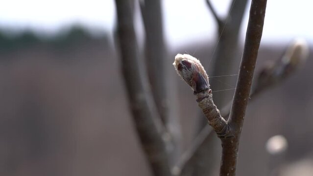 Whitebeam budding in spring (Sorbus aria) - (4K)