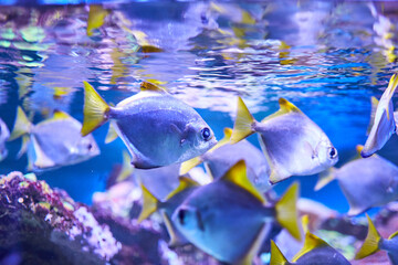 Fototapeta na wymiar Nice photo of beautiful sea fish on the background of blue water. Underwater photography