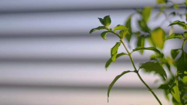 menta plant