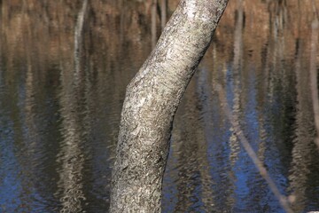reflection of trees in the blue water - Eiksmarka, Bogstadvannet