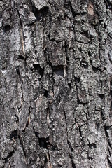 bark of a tree