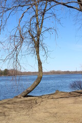 tree on the shore