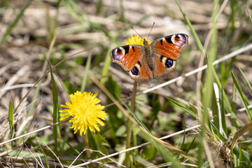 Butterfly during spring walk