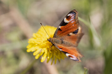Butterfly during spring walk