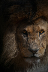Closeup portrait of a male african lion